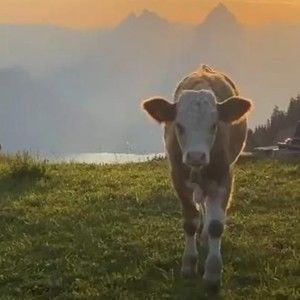 Meet your Posher, Myra